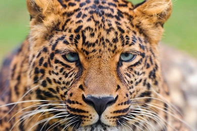 Download Wallpapers 1920x1080 Leopard, Face, Eyes, Big Cat Full HD ...