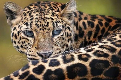 Big Cat 593734 Wallpapers (