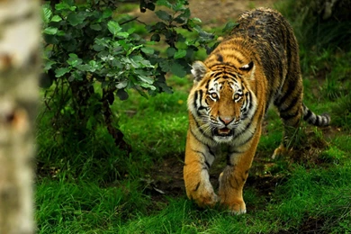 CafeChoo   Image   Big Cat Wallpapers Free Download