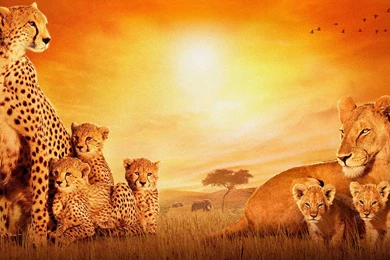 African Big Cats Wallpaper.jpg