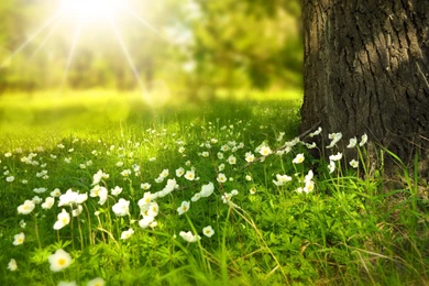 Top Nature Tree Green Morning Images For Pinterest