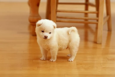 Top Puppy Desktop Wallpaper Images For Pinterest