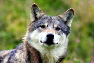 Dog Wallpapers, Dog Desktop Images, Animal Background Images, Hd ...