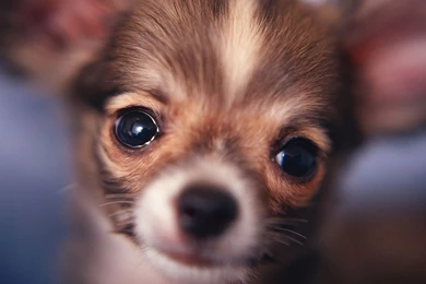 Free Cutest Chihuahua Puppies Wallpapers Desktop HD