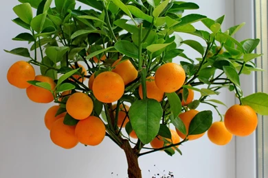 Orange Tree Desktop Wallpapers   Orange Tree Images, New Wallpapers