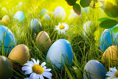 Easter Egg Hunt HD Desktop Wallpapers : High Definition ...