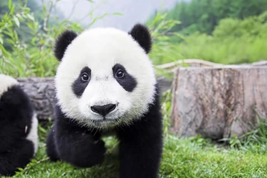 Animal Wallpapers, Desktop Images, Windows Desktop Images, Animal ...