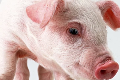 Pig Wallpapers And Images   Wallpapers, Pictures, Photos