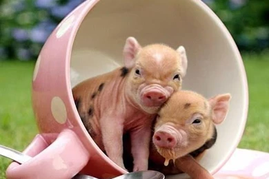 Micro Pig Wallpapers HD Download   Micro Pig Wallpapers HD 1.0 ...