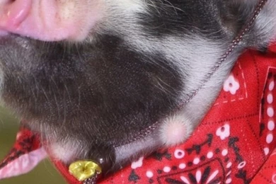 iPhone 6 Pig Wallpapers HD, Desktop Backgrounds 750x1334