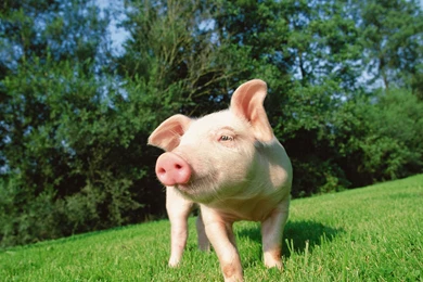 Mac iMac 27 Pig Wallpapers HD, Desktop Backgrounds 2560x1440