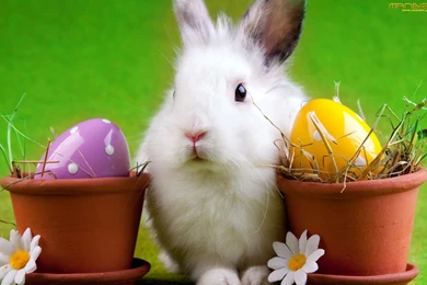 Free Easter Wallpapers Hd 49351 Desktop Wallpapers