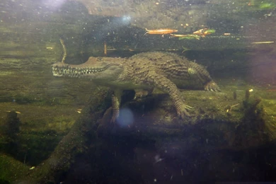 Crocodile HD Wallpapers