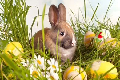 Free Download Easter HD Wallpapers