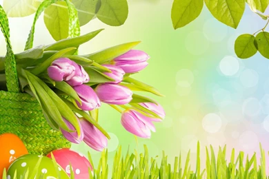 Top Easter Flowers Hd Wallpaper Images For Pinterest