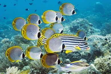 Full HD 1080p Underwater Wallpapers HD, Desktop Backgrounds 1920x1080