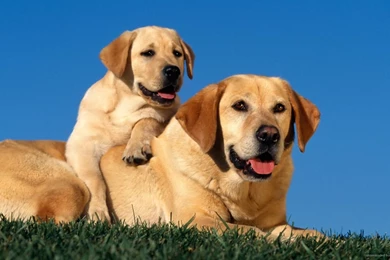 Labrador Dogs Wallpapers 2016