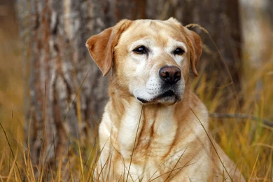 Labrador Retriever Desktop Wallpapers And Photos, New Wallpapers