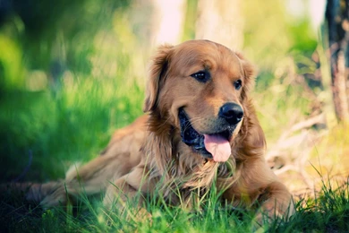 Cute Dog Wallpapers 6 Labrador   PowerballForLife