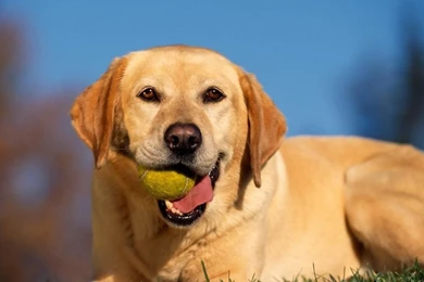 Animals Dogs Tennis Balls Labrador Retriever Wallpapers