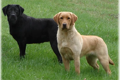 Black and Golden Labrador Dog Wallpaper Desktop.jpg
