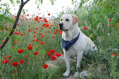 Labrador Retriever Top 40 HD Wallpapers Of Labrador Dog