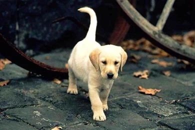 Top Puppy Games Images For Pinterest