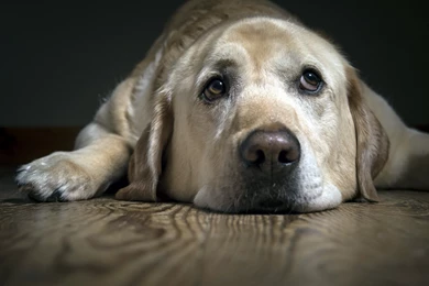 Labrador Dog Face HD Wallpapers Download For Desktop & PC