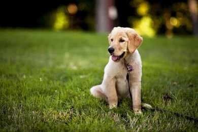 Labrador Retriever Wallpapers Android Apps And Tests AndroidPIT