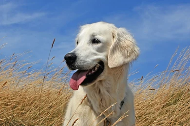 Download Wallpapers 1920x1080 Dogs, Labrador, Lying, Grass Full HD ...