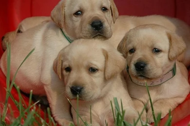 1600*1200 Labrador Puppy Outdoor Pictures 15 Wallcoo.net