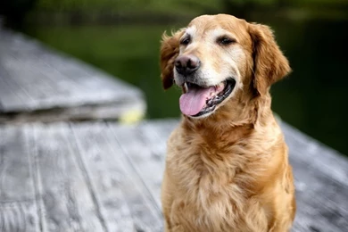 Download Wallpapers 1920x1080 Dog, Labrador, Face, Tongue, Rest ...