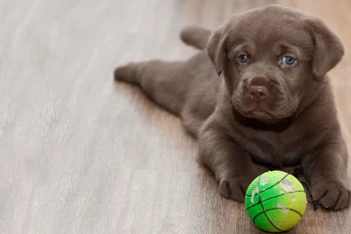 Labrador Puppy Dog HD Wallpapers