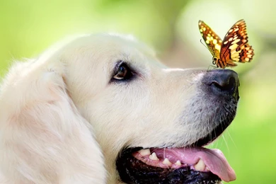 Funny Animal Wallpapers For Free Download With Labrador Dog And ...