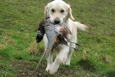 Pic New Posts: Labrador Dog Wallpapers Hd