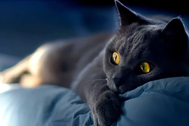 Wallpapers, Backgrounds, Images: Wallpapers Cats