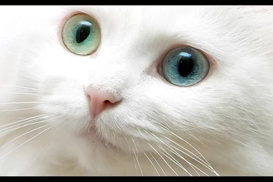 Beautiful Cat   Beautiful Nature Wallpapers (23410547)   Fanpop