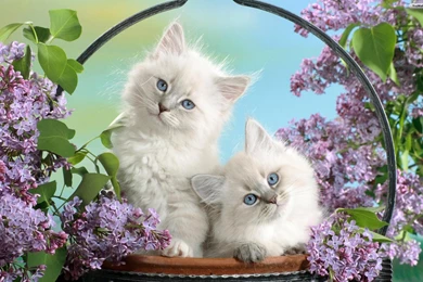 Wallpapers For Gt White Cat Xpx Cute Wallpapers 1920x1200PX Cats ...