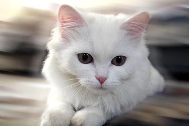 Cute White Cat Wallpapers Ekqb Jpg   PowerballForLife