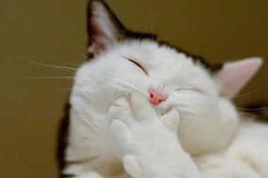 Cat HD Wallpapers   AKsharing