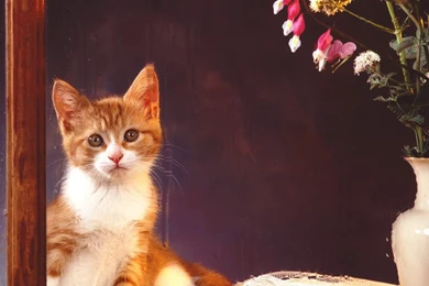 Cats Wallpapers   Cats Wallpapers (5194347)   Fanpop