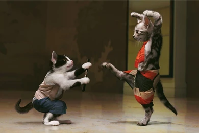 Cats Twins Are Different Wallpaper Images