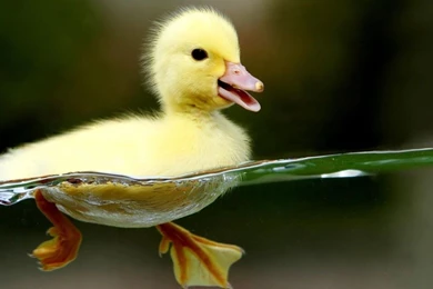 Download Birds Duckling Baby Swimming Animals Yellow Water Animal ...