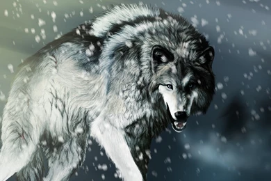 Angry Wolf Wallpapers   Animal Wallpapers