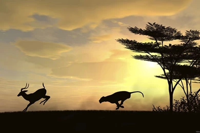 Animal Silhouette HD Wallpapers 1920x1080 For