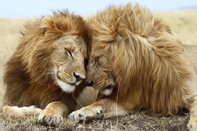 Top 1920x1080 Lion Images For Pinterest