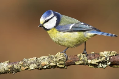 1920x1080 Desktop Wallpapers