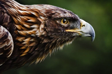 1920x1080 Eagle HD Animal Wallpapers