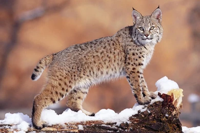 HD Animals Wallpapers Collection (1)