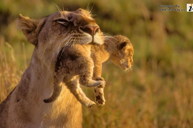 Amazing Animal HD   Photo 279 Of 395